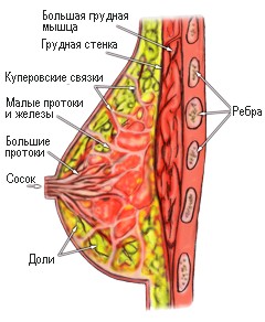 Анатомия груди